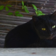 Гостевой дом Эдем (село Солнечногорское, Алушта, Крым), Судак, Крым