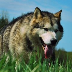 Центр активного отдыха Северная Надежда, Нейский район, Костромская область