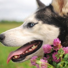 Центр активного отдыха Северная Надежда, Нейский район, Костромская область