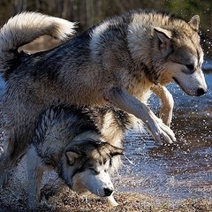 Центр активного отдыха Северная Надежда, Нейский район, Костромская область