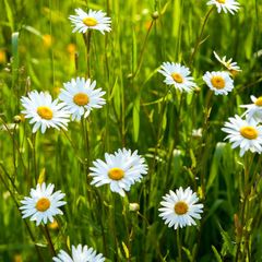 База отдыха Старый Сиг, Осташковский район, Тверская область