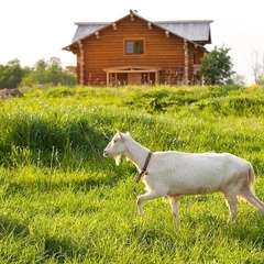 База отдыха Старый Сиг, Осташковский район, Тверская область