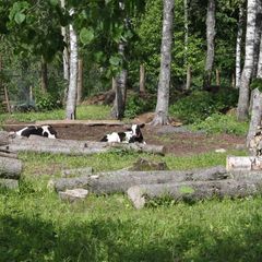 Гостевое подворье Кудеверь, Бежаницкий район, Псковская область