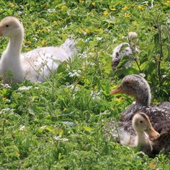 Гостевое подворье Кудеверь, Бежаницкий район, Псковская область