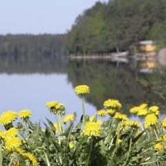 База отдыха Озеро Зеркальное, Выборгский район, Ленинградская область
