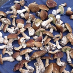 База отдыха Бобровец, Андреапольский район, Тверская область