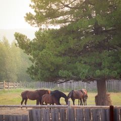 База отдыха Дикий Рай, Нижняя Тура, Свердловская область