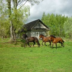 Конно-туристическая база Махерово, Оленинский район, Тверская область