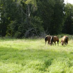 Конно-туристическая база Махерово, Оленинский район, Тверская область