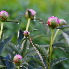 Конно-туристическая база Махерово, Оленинский район, Тверская область