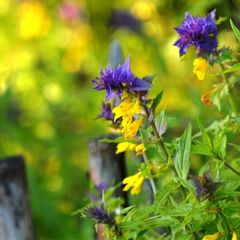 Конно-туристическая база Махерово, Оленинский район, Тверская область