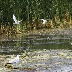 База отдыха Рыбный Рай, Ивнянский район, Белгородская область