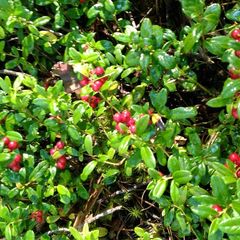 База отдыха Волна, Вашкинский район, Вологодская область