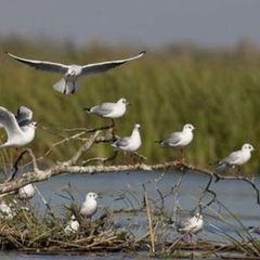 База отдыха Митричево, Камызякский район, Астраханская область