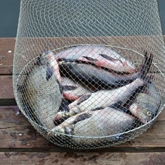 Дом отдыха Екатерининская Слобода, Осташковский район, Тверская область