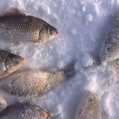 Загородный клуб Белая Цапля, Боровский район, Калужская область