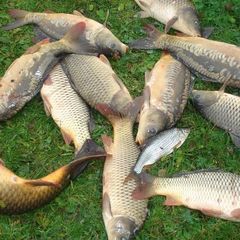 База отдыха Горшиха, Кольчугинский район, Владимирская область