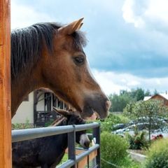 Центр активного отдыха Караван, Жуковский район, Калужская область
