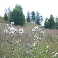 Гостевой дом Каменец, Пушкиногорский район, Псковская область