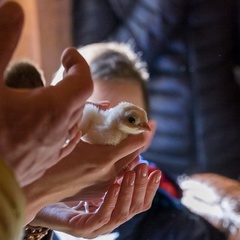 Парк-отель Орловский, Ленинский район, Московская область