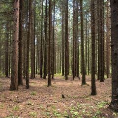 Парк-отель Озеро Круглое, Солнечногорский район, Московская область