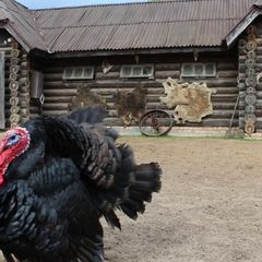 Гостевой дом Dream Village, Чеховский район, Московская область