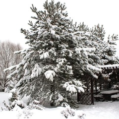 Гостевой дом Dream Village, Чеховский район, Московская область