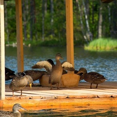 База отдыха Шишки на Лампушке, Приозерский район, Ленинградская область