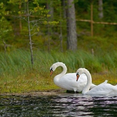 База отдыха Шишки на Лампушке, Приозерский район, Ленинградская область