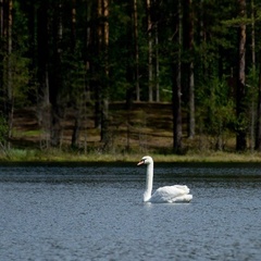 База отдыха Шишки на Лампушке, Приозерский район, Ленинградская область