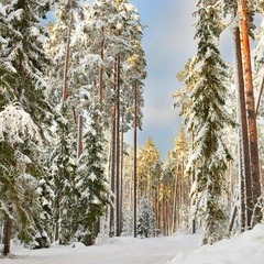 База отдыха Шишки на Лампушке, Приозерский район, Ленинградская область