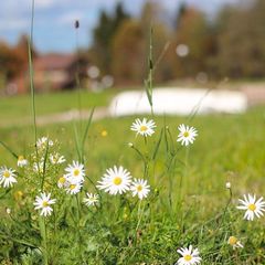 Эко-отель Лепота, Талдомский район, Московская область