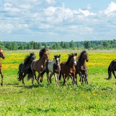 Конно-туристическая база Храброво, Можайский район, Московская область