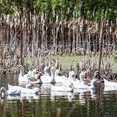 Рыболовная усадьба Русский двор, Переславский район, Ярославская область