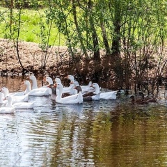 Рыболовная усадьба Русский двор, Переславский район, Ярославская область