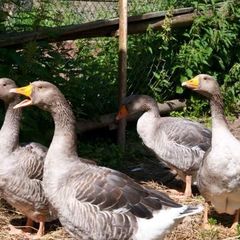 База отдыха Аннушка, Лужский район, Ленинградская область