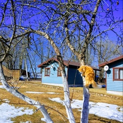 Коттеджный комплекс Зимняя сказка, Выборгский район, Ленинградская область