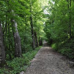 База отдыха Староладожская дача, Волховский район, Ленинградская область