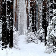 База отдыха Штоль, Лужский район, Ленинградская область