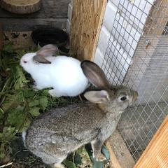 База отдыха Кот Матроскин, Выборгский район, Ленинградская область