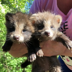 База отдыха Кот Матроскин, Выборгский район, Ленинградская область