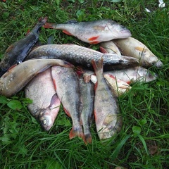 База отдыха Кот Матроскин, Выборгский район, Ленинградская область