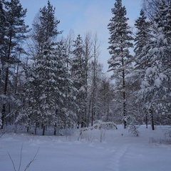 База отдыха Кот Матроскин, Выборгский район, Ленинградская область