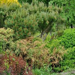 Парк-отель Дубрава, Приозерский район, Ленинградская область