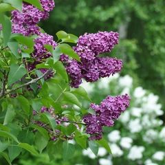 Парк-отель Дубрава, Приозерский район, Ленинградская область