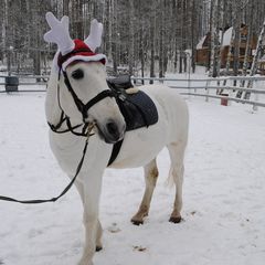 Загородный клуб Ромашка, Приозерский район, Ленинградская область