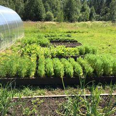 База отдыха Канапелька, Лахденпохский район, Республика Карелия