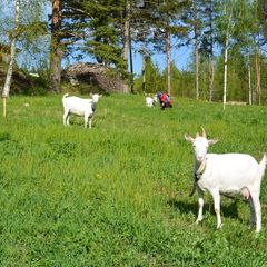База отдыха Канапелька, Лахденпохский район, Республика Карелия