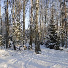 Загородный клуб Ромашка, Приозерский район, Ленинградская область