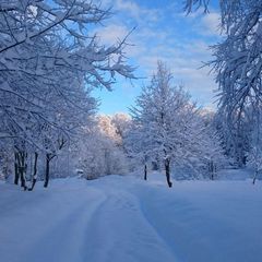 База отдыха Пихтовый бор, Апшеронский район, Краснодарский край